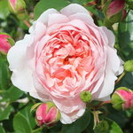 Роза английская Wildeve