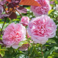 Вайлдив (Wildeve)