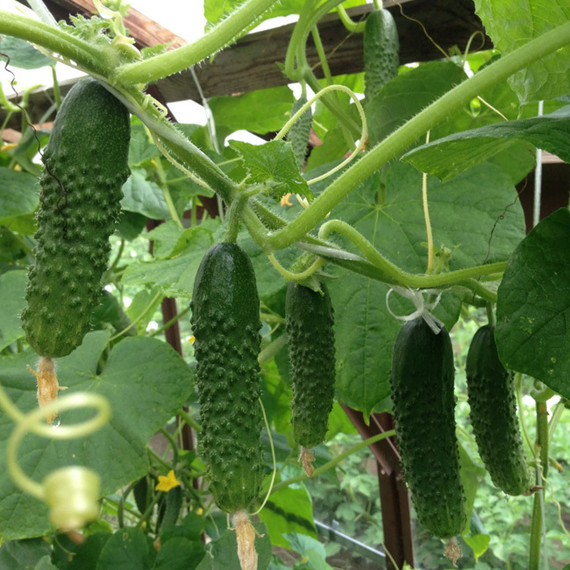 Маша F1 семена огурца партенокарпического (Seminis / ALEXAGRO) культура – фото 3