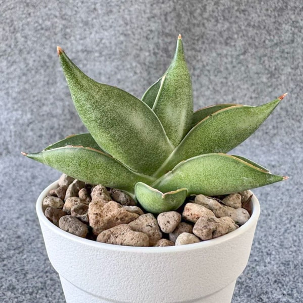 Сансевиерия PIXXIE