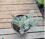 Ель колючая (голубая) Фат Альберт С2 20-25