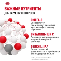 Royal canin mini puppy сухой корм для щенков мелких пород до 8 месяцев - 800 г