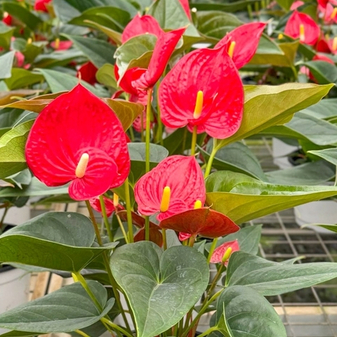 Пополнение предзаказа больших антуриумов