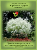Полынь Серебряный Подарок ампельная Макана Сильвер