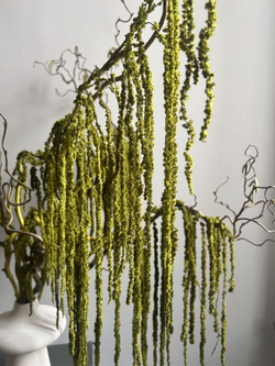 Амарант стабилизированный зеленый