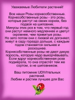 Роза Комтесс дю Барри постоянноцветущая