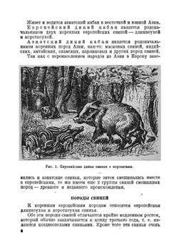 Свиноводство | Редькин Андрей Петрович