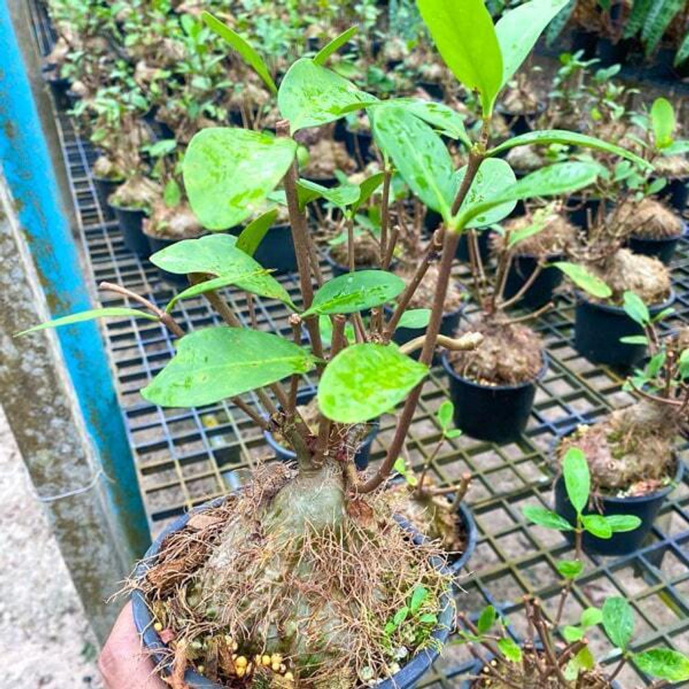 Гиднофитум H.FORMICARIUM