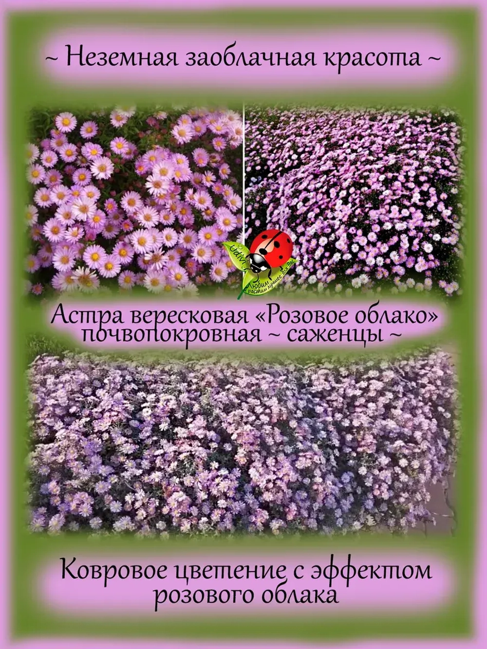 Астра вересковая взрослое растение Розовое облако