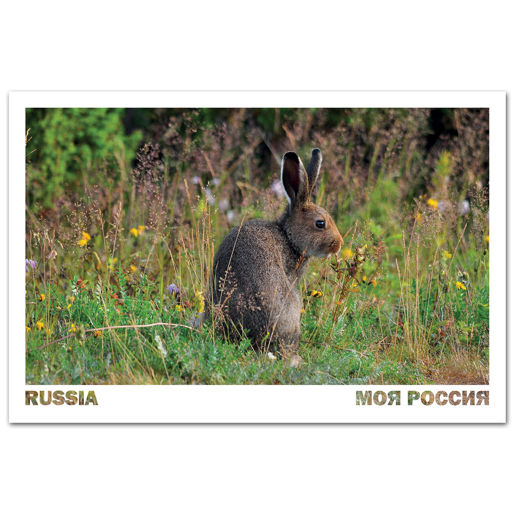 Заяц на Кольском полуострове. Мурманская область