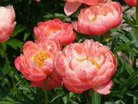 Пион Корал Суприм ОКС 3-5 почек конец ноября