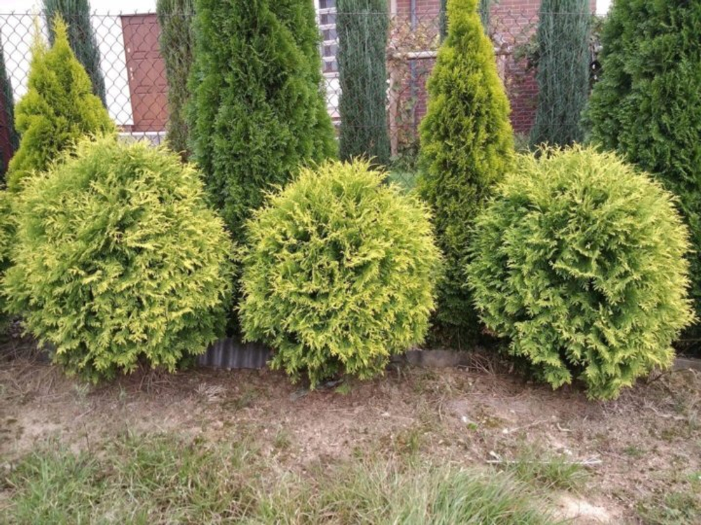 Туя Голден Глоб Р9 15-20 см Закупка М62 апрель-май 2026