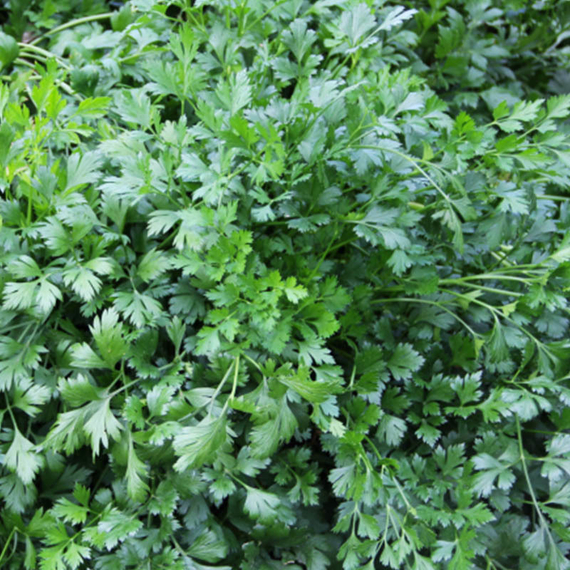 Семена для проращивания петрушки Арлекино (Гавриш) – фото 3