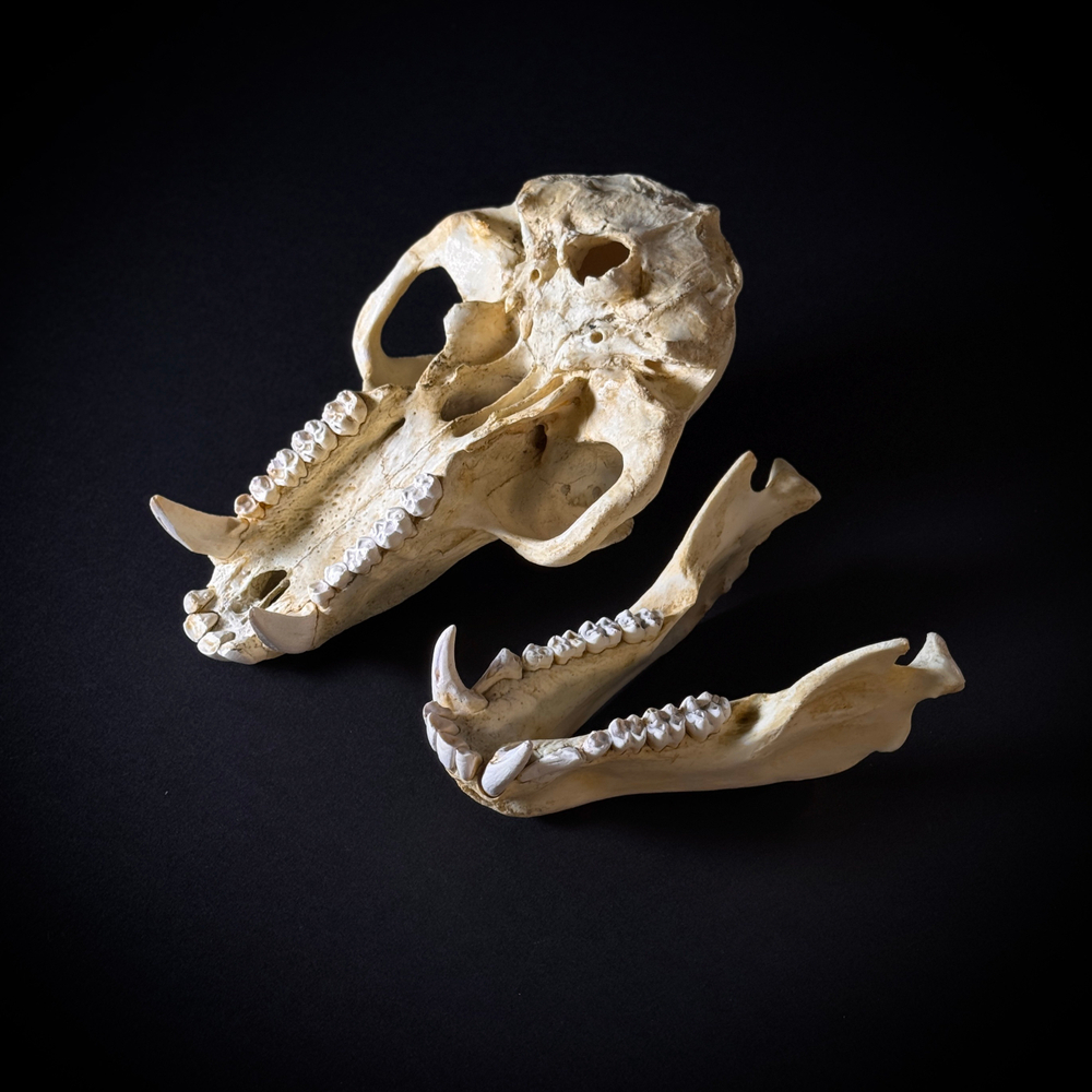 Череп бабуина из пластика