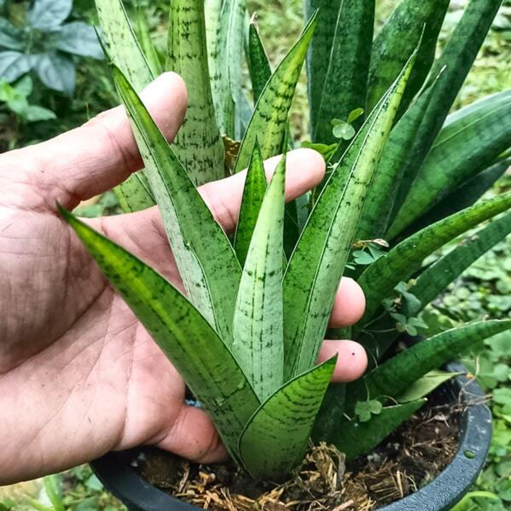 Сансевиерия GABRIELLA