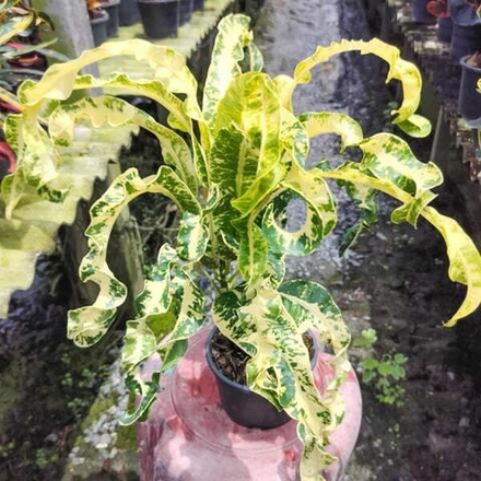 Кротон LAM LERT