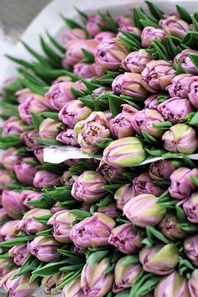 Тюльпаны Пионовидные