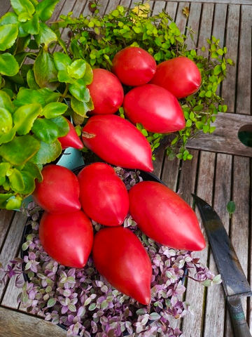 Минусинский кистевой сорт томата