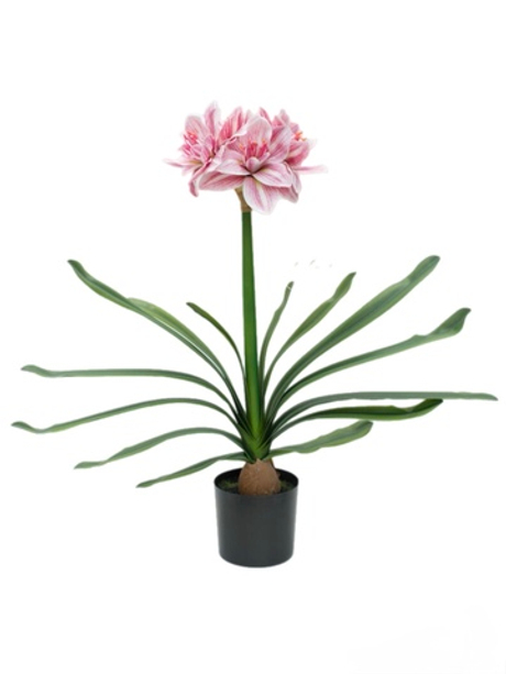 Гиппеаструм большой с листьями в кашпо (66см) - Розовый