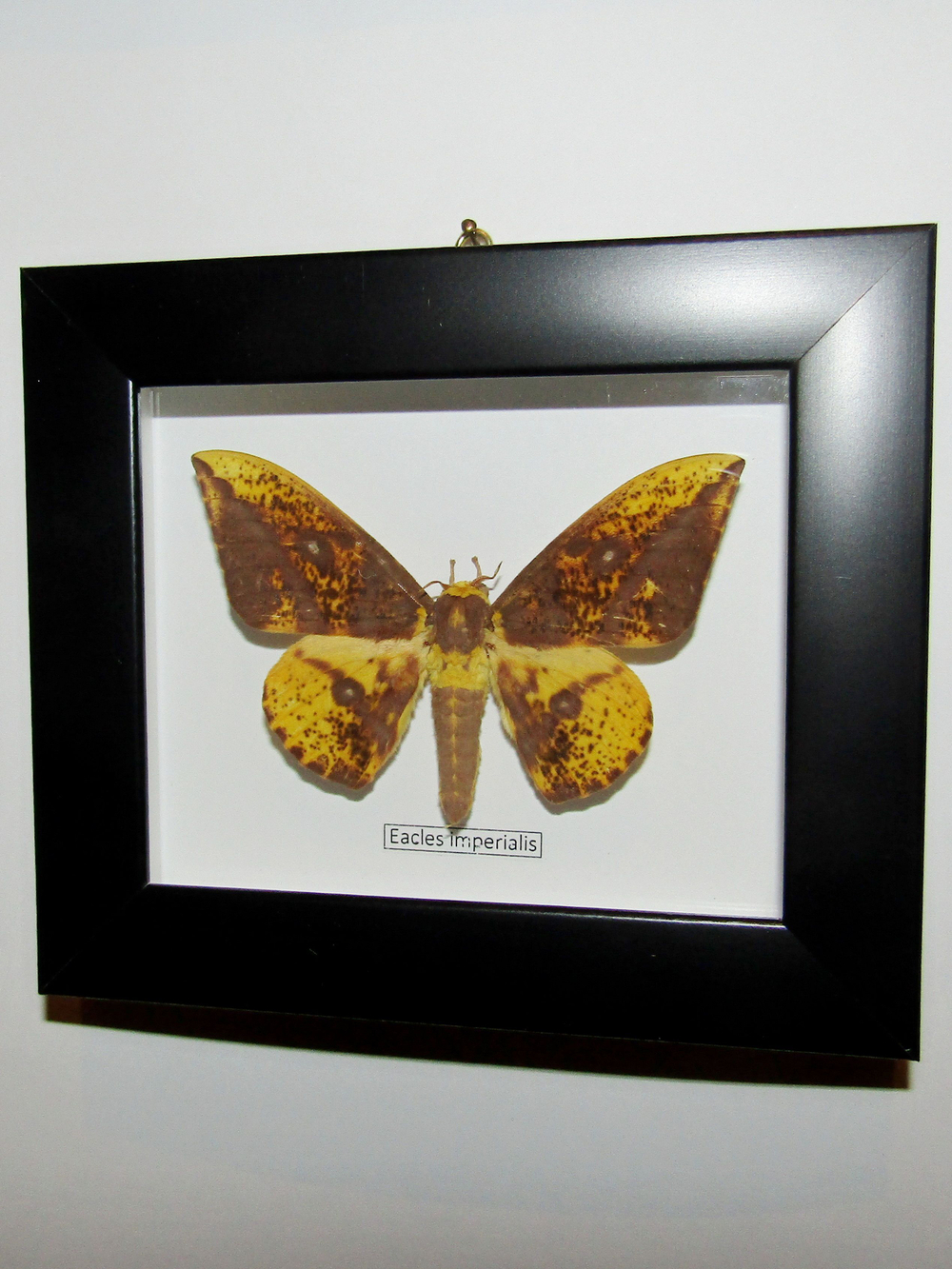 Сатурния Eacles imperialis в рамке