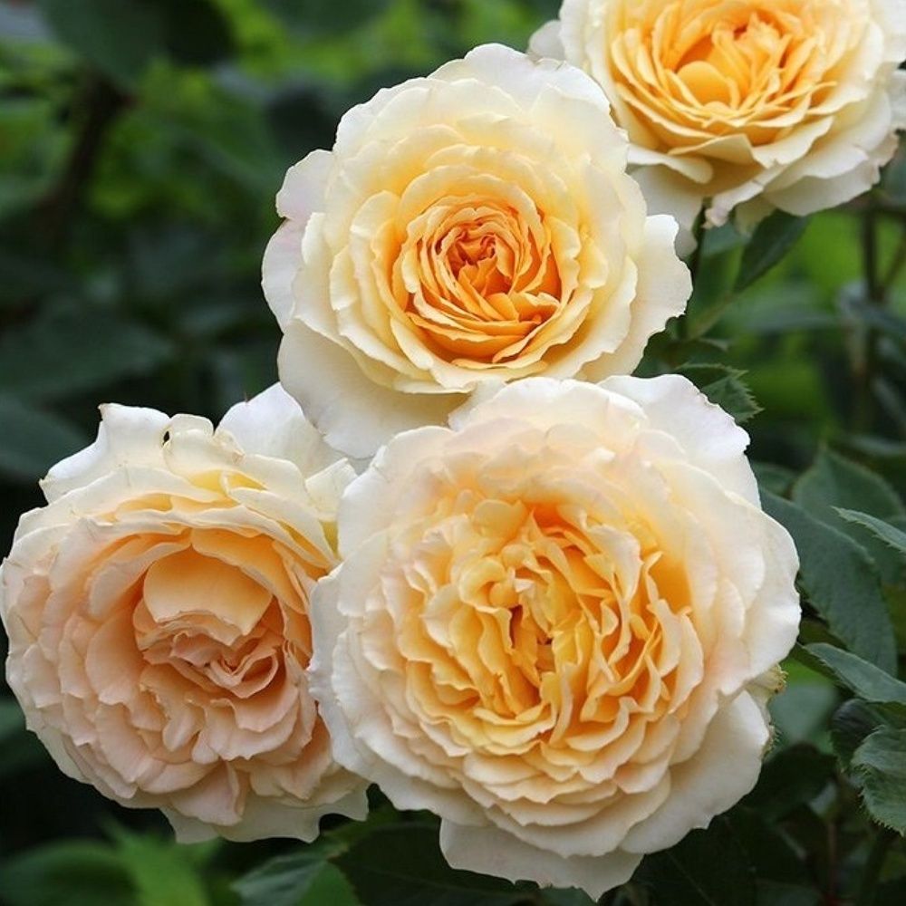 Марк Антуан Шарпантье (Marc-Antoine Charpentier)