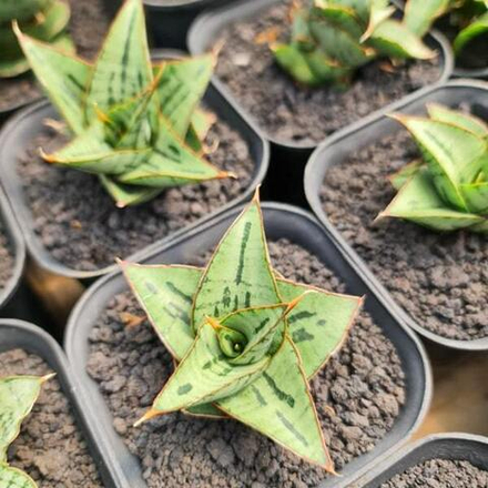 Сансевиерия CAESAR s.M