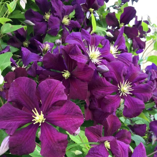 Клематис цельнолистный Пантер трехлетка наличие