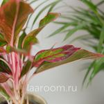 Аглонема Крит 12/35