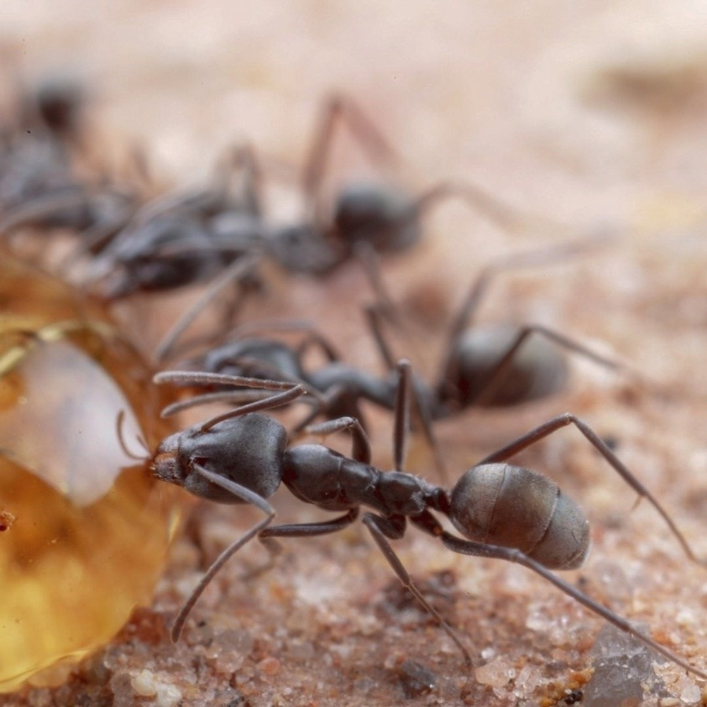 Муравьи Iridomyrmex anceps (Муравей-тиран)