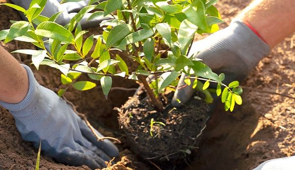 Весенний дефицит: почему не стоит откладывать покупку саженцев плодовых на апрель Весенний дефицит: почему не стоит откладывать покупку саженцев плодовых на апрель