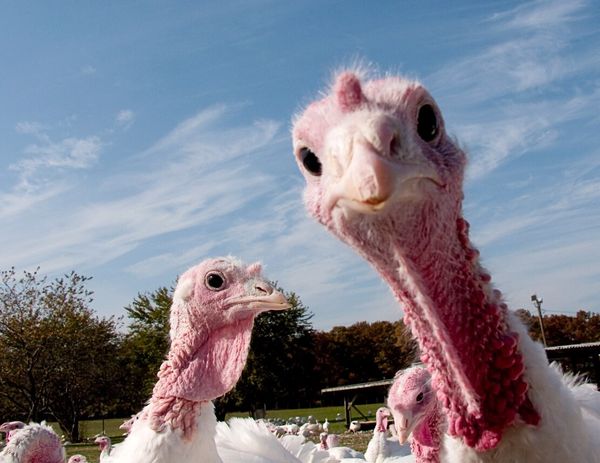 При диабете очень полезно… Индейка – «лекарство от всех болезней»?!