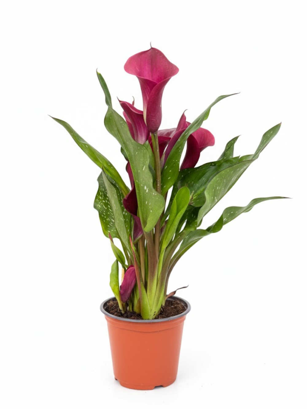 Зантедеския mix colour д.14