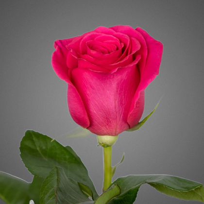 Роза Эквадор микс в ассортименте