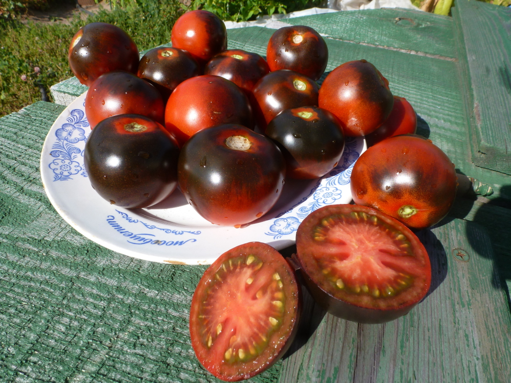 Помидоры - Blue Chocolate - Синий Шоколад