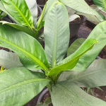 Диффенбахия DAGUENSIS GREEN (A105)