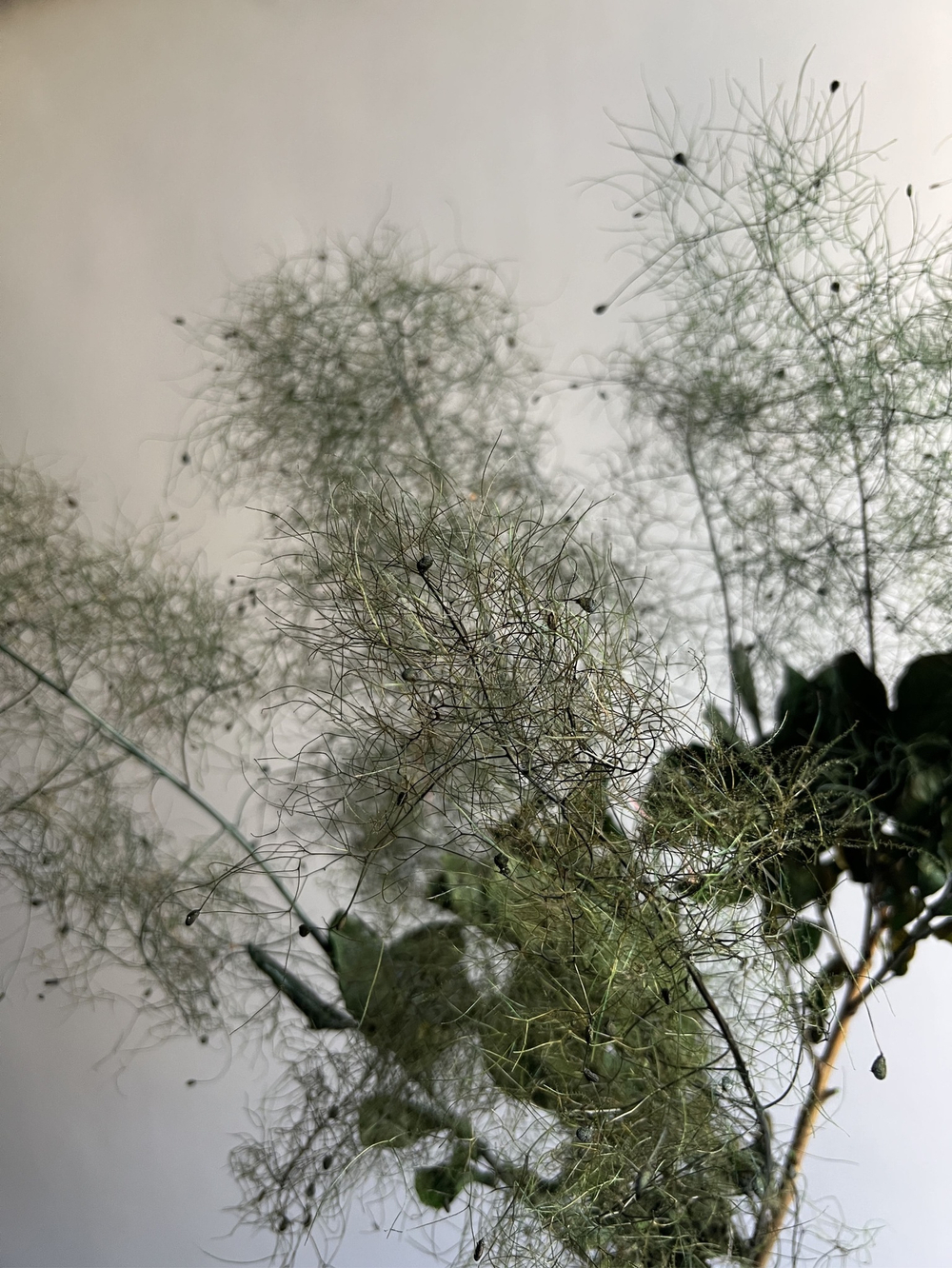 Котинус стабилизированный зеленый