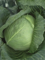 Бронко F1 семена капусты белокочанной (Bejo / Бейо)