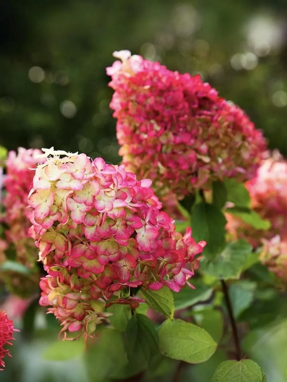 Гортензия метельчатая Колорфул Коктейль