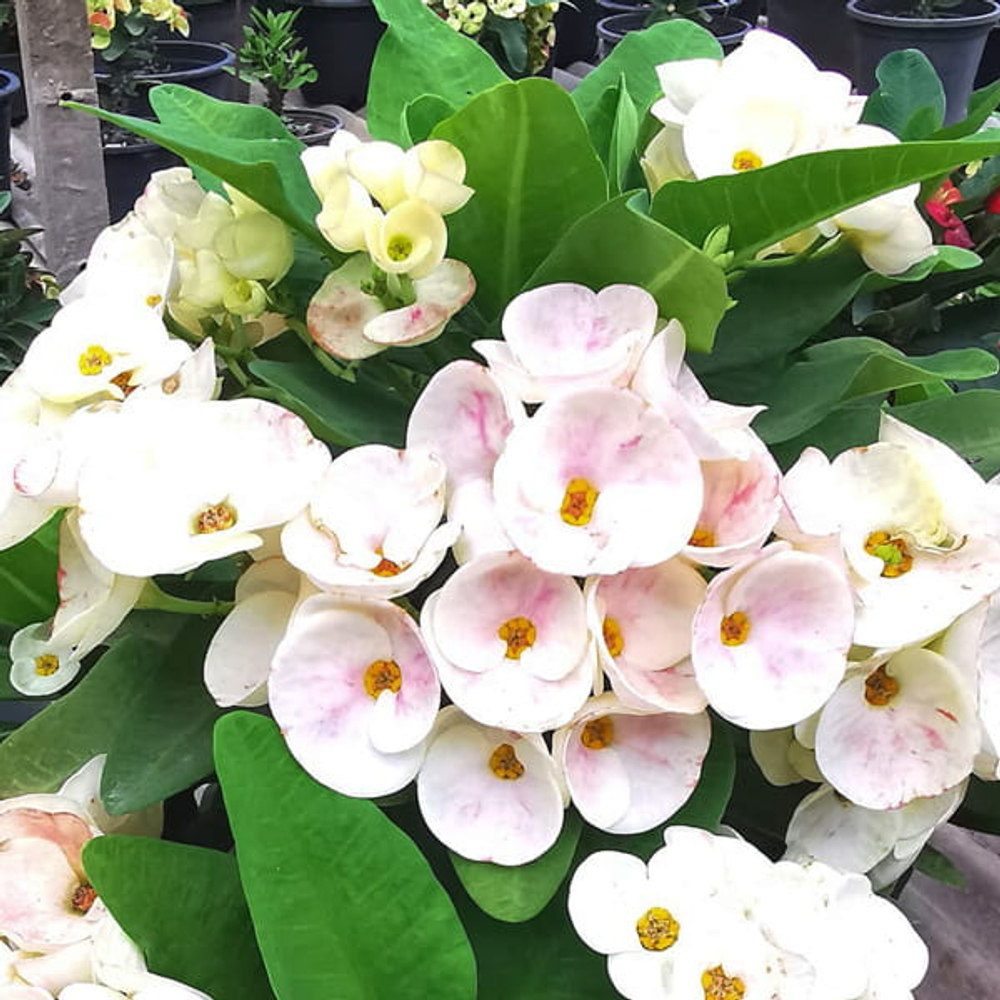 Эуфорбия Миля LA ONG DAO