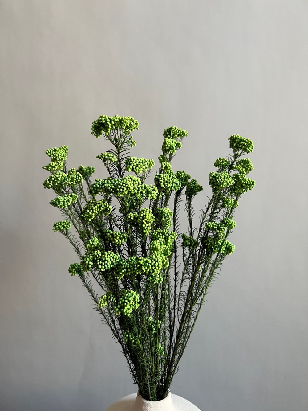 Озотамнус стабилизированный зеленый