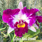 Орхидея каттлея C. CHAN HSUI JEWEL