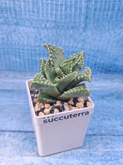 Faucaria Tuberculosa (Фаукария)