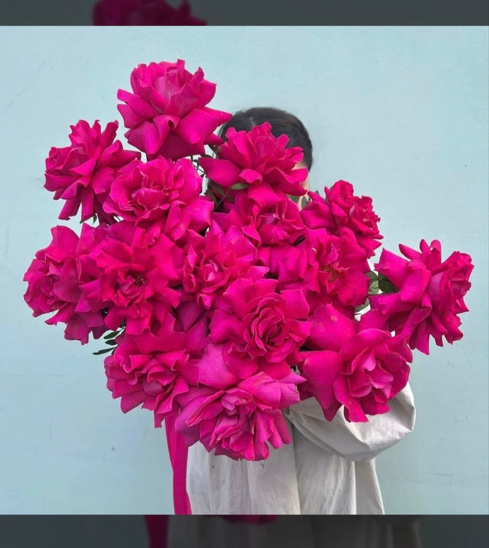 15 малиновых французских роз