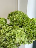 Гортензия в зеленом оттенке