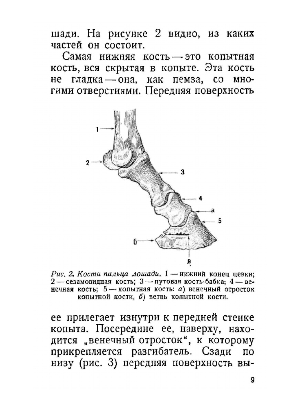 Как правильно подковать лошадь | В.И. Стеллецкий