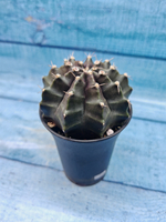 Gymnocalycium Mihanovichii black (Гимнокалициум)