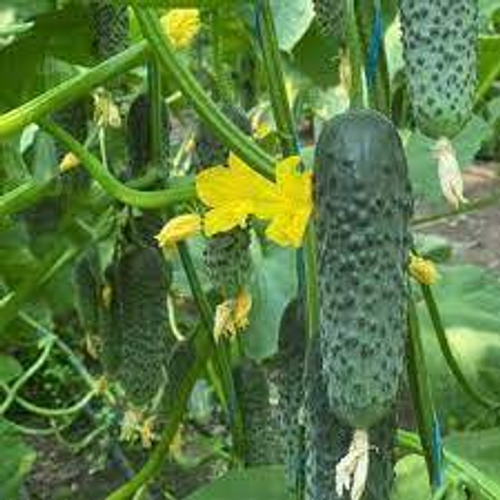 Огурец Батер F1