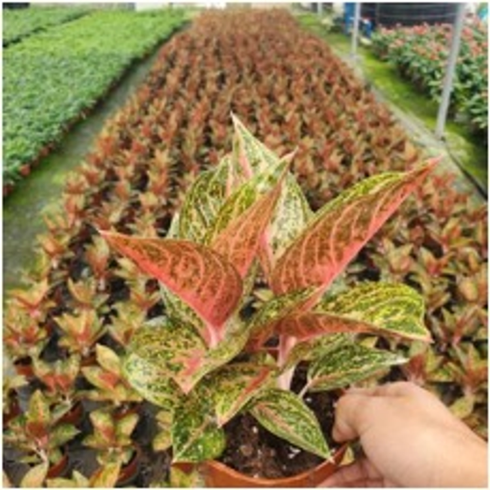 Аглаонема Gold Pauder д.12