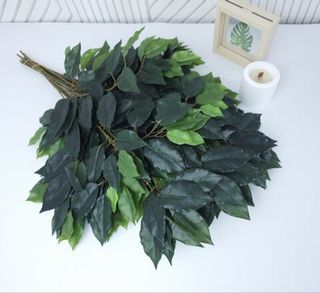 Фикус