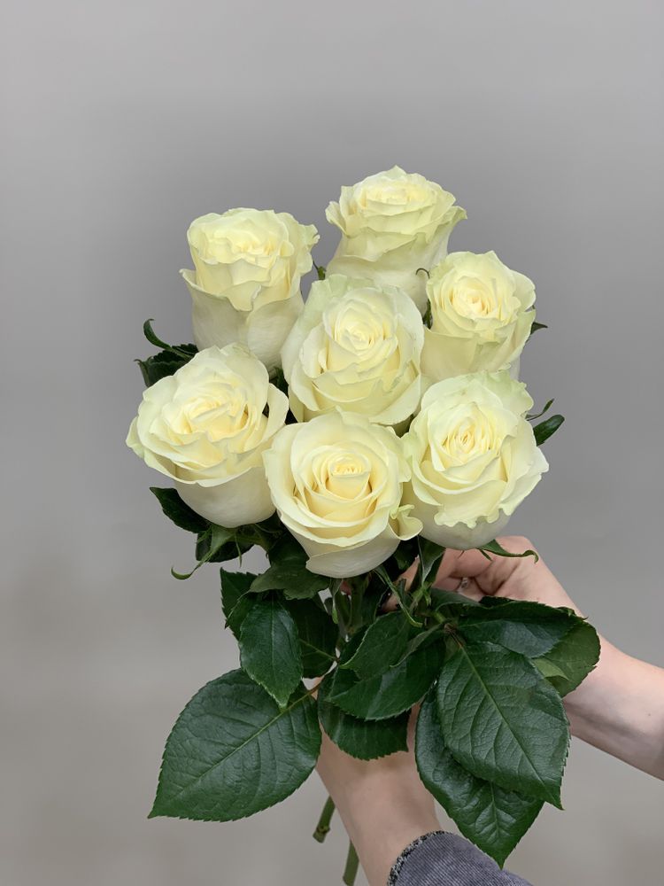 Букет 7 белых роз Эквадор 60см в ленте
